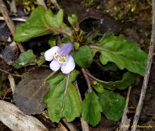 {Mazus pumilus}